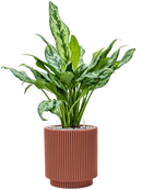 Pot nature groove special cylinder rouge