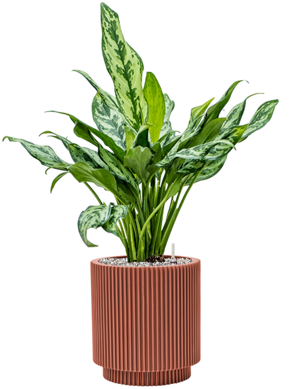 Pot nature groove special cylinder rouge