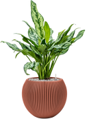 Pot nature groove special globe rouge