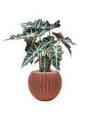 Pot nature groove special globe rouge