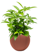 Pot nature groove special globe rouge