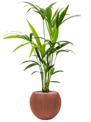 Pot nature groove special globe rouge