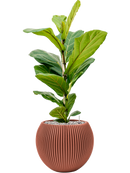 Pot nature groove special globe rouge