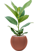 Pot nature groove special globe rouge