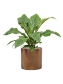 Pot cylinder cylinder d'or