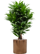 Pot cylinder cylinder d'or