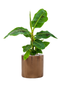 Pot cylinder cylinder d'or