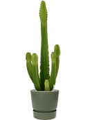 Pot greenville couple verte