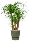 Pot greenville couple verte