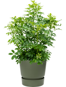 Pot greenville couple verte