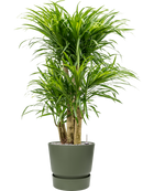 Pot greenville couple verte