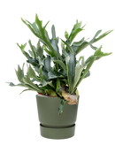 Pot greenville couple verte