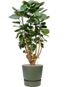 Pot greenville couple verte