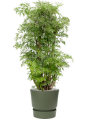 Pot greenville couple verte