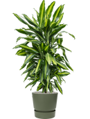 Pot greenville couple verte