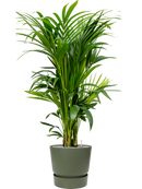 Pot greenville couple verte