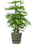 Pot greenville couple verte