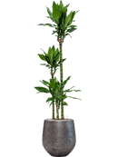 Pot opus emperor argent