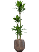 Pot opus emperor d'or