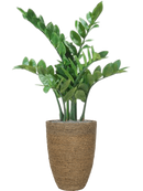 Zamioculcas en Bohemian Artificiel collé