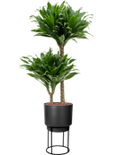 Pot b.for sur pieds noire