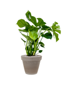 Pot terra cotta couple grise