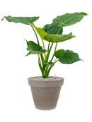 Pot terra cotta couple grise