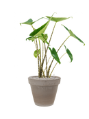 Pot terra cotta couple grise