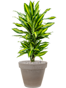 Pot terra cotta couple grise