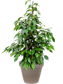 Pot terra cotta couple grise