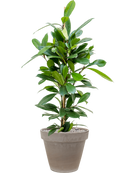 Pot terra cotta couple grise