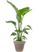 Pot terra cotta couple grise