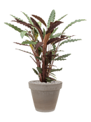 Pot terra cotta couple grise