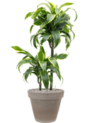 Pot terra cotta couple grise