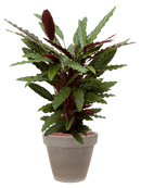 Pot terra cotta couple grise