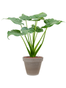 Pot terra cotta couple grise