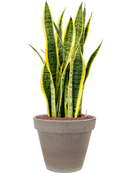 Pot terra cotta couple grise