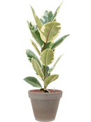 Pot terra cotta couple grise