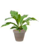 Pot terra cotta couple grise