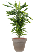 Pot terra cotta couple grise