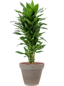 Pot terra cotta couple grise