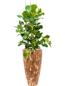 Pot facets partner marron