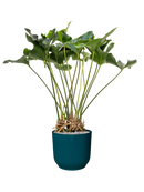 Pot vibes cylinder bleue