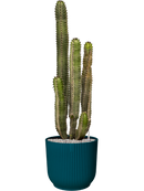 Pot vibes cylinder bleue