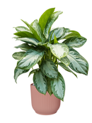 Pot vibes cylinder rose