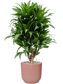 Pot vibes cylinder rose