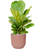 Pot vibes cylinder rose