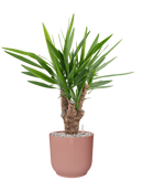 Pot vibes cylinder rose