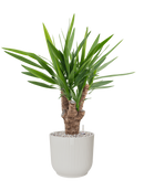 Pot vibes cylinder blanche