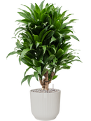 Pot vibes cylinder blanche